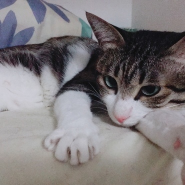 クメハチの写真