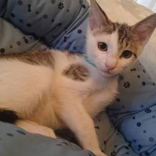 甘えん坊で人馴れバッチリなキジシロ子猫君