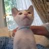 甘えん坊で人馴れバッチリなキジシロ子猫君 サムネイル2