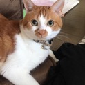 雑種、成猫、里親募集！