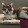 雑種、成猫、里親募集！ サムネイル2