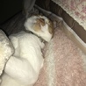 雑種、成猫、里親募集！ サムネイル3