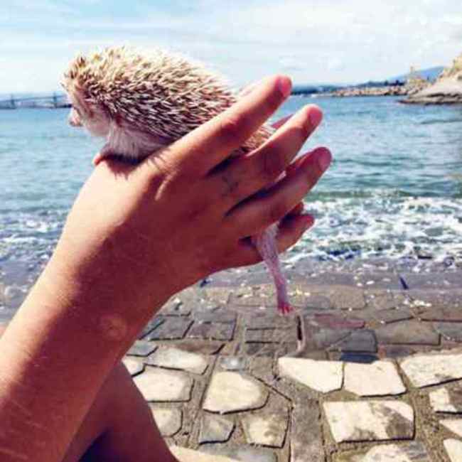 はく。のカバー写真