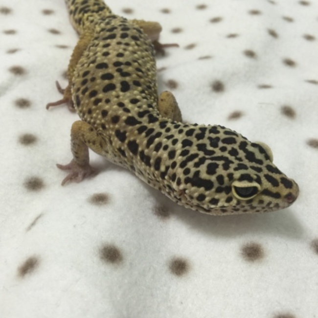 ☆m_a_s☆のカバー写真