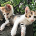家族になってください!!!時間がありません(><)