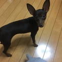 ミニチュアピンシャーチョコタン