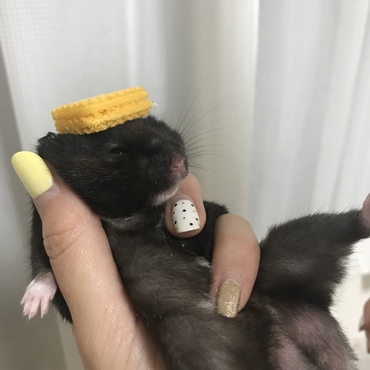 くろすけ