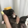 くろすけ