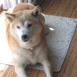 葵の独り言(*˘︶˘*)④