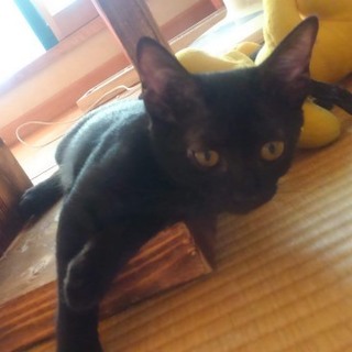 くろひめ♥しあわせにゃんこになりました