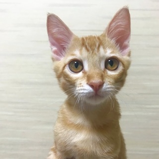 食べるの大好き！茶トラの爽くん