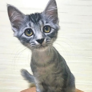 【募集停止】ふわふわビューティーなパピコちゃん