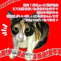 2、、、推定1歳の三毛猫の女の子です★