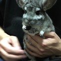 チンチラ♀