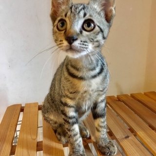 甘えん坊のチュパチュパふみふみくん