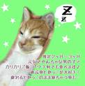 4、、、茶白の推定6ヶ月くらいです★