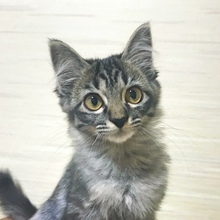 【募集停止】ポテポテ可愛いハーゲンちゃん
