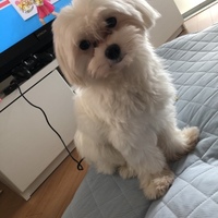 コア