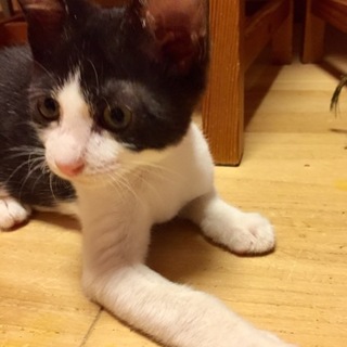 高速道路から来たニャーモくん