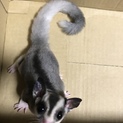 フクロモモンガ