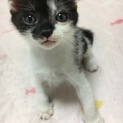 【生後1ヶ月】まん丸お目目がキュートな白黒の女の子