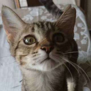 可愛い声の甘ったれキジトラ子猫ちゃん