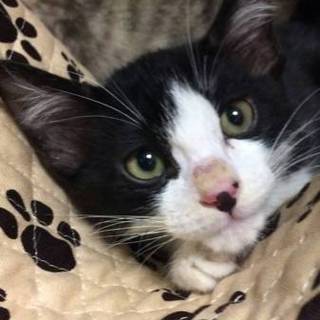 綺麗な白黒ハチワレのイケメン子猫君