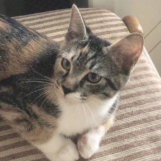 人にべったりくっつきたい❗️ぼたんです