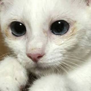 白三毛ブルーアイのネネちゃん