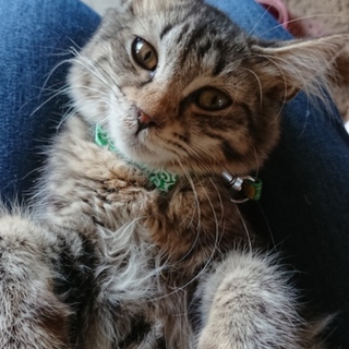 可愛い半長毛キジトラ子猫ちゃん