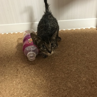 ☆キジトラの子猫ちゃんの里親募集☆