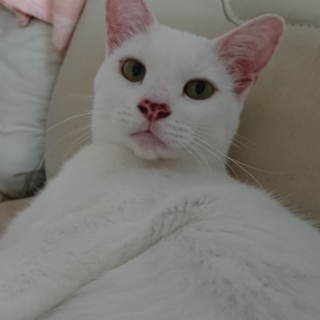 左前足欠損。でも気づかない程元気な白猫君