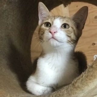 茶白の女の子　うららちゃん