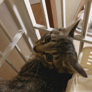 怖がりさんの　ことねちゃん