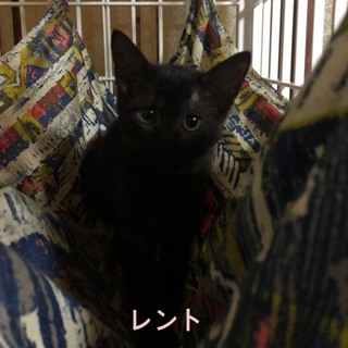 黒猫　レントちゃん
