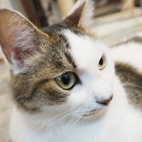 ちょこ