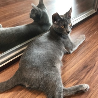 おうちの子になりました。グレーの超人馴れ・猫馴れ君
