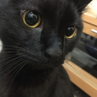 みんと