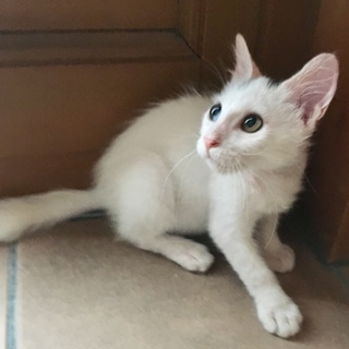 長毛ふわふわ白ねこの青くん