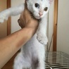 長毛ふわふわ白ねこの青くん サムネイル6