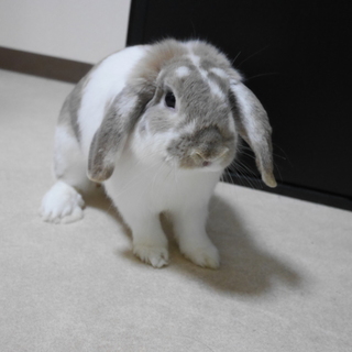 うさぎ里親様募集