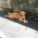 里親募集終了です。