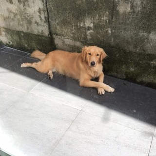 里親募集終了です。