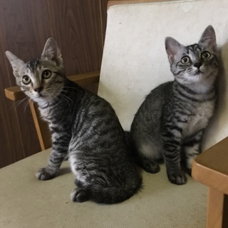 おっとり優しいアメショ似のサバトラちゃん。