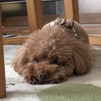 フラン
