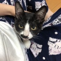 ジジ