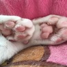 nekote