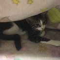 子猫を助けてください！！