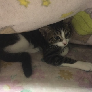 子猫を助けてください！！