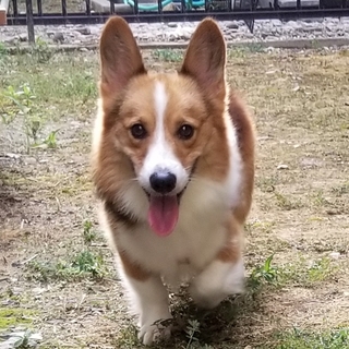 ドッグランに置き去りにされた倭に家族を！